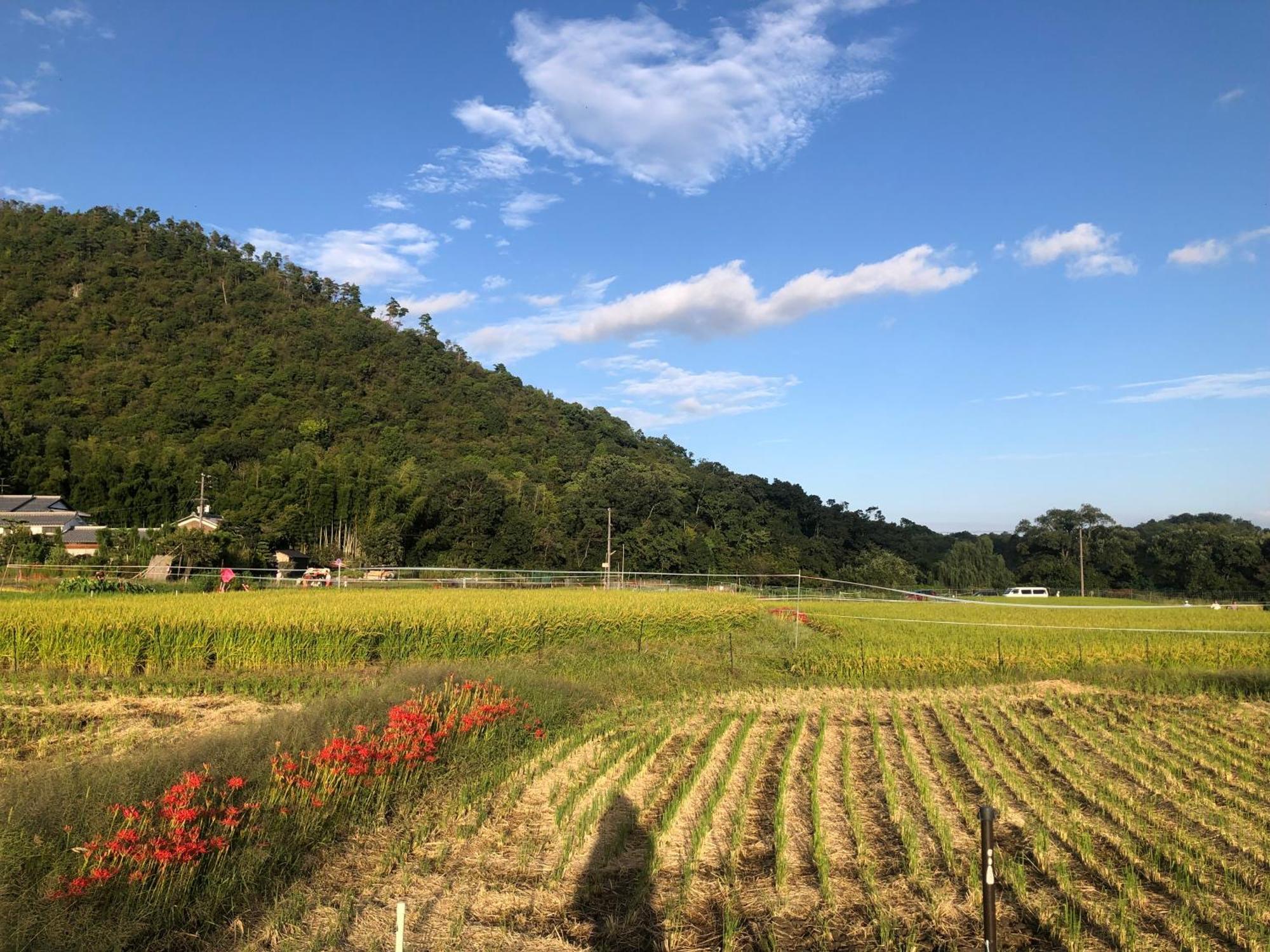 Tsubame-ya * Kyōto